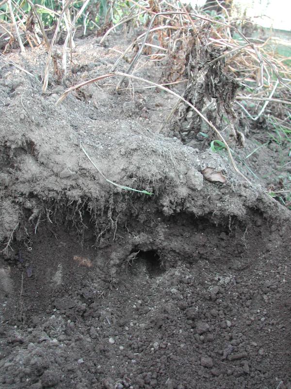 A vole tunnel running through the potato bed