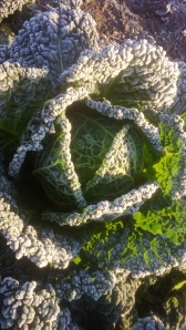 A very frosty Famosa cabbage