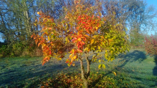 There isn't much fruit on this persimmon tree, but the leaves have some beautiful fall colors