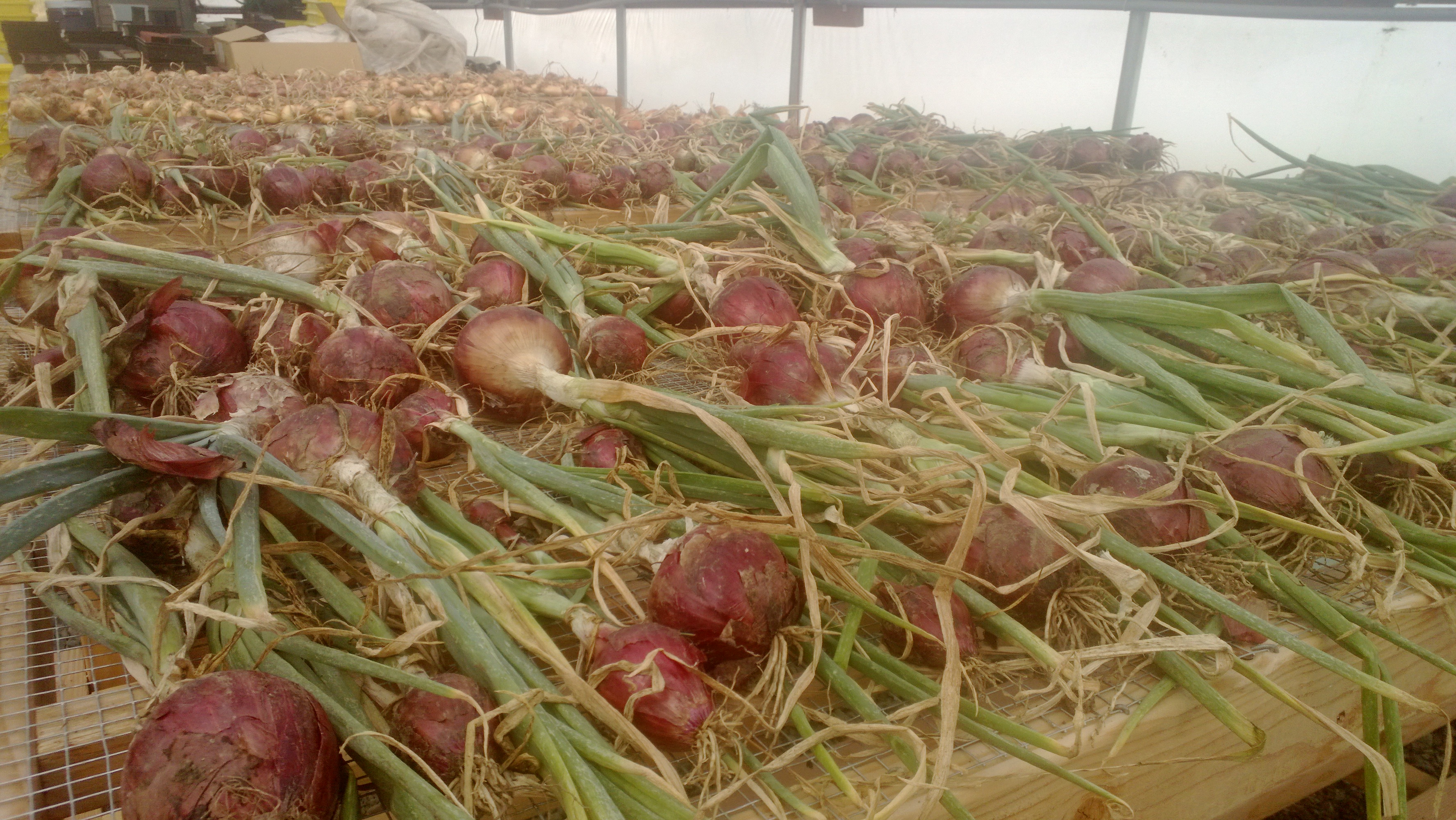 Onions, curing in the hoop house